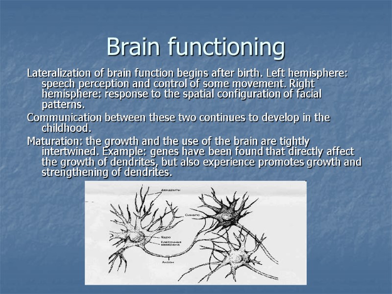 Brain functioning Lateralization of brain function begins after birth. Left hemisphere: speech perception and